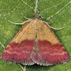 Phytometra viridaria